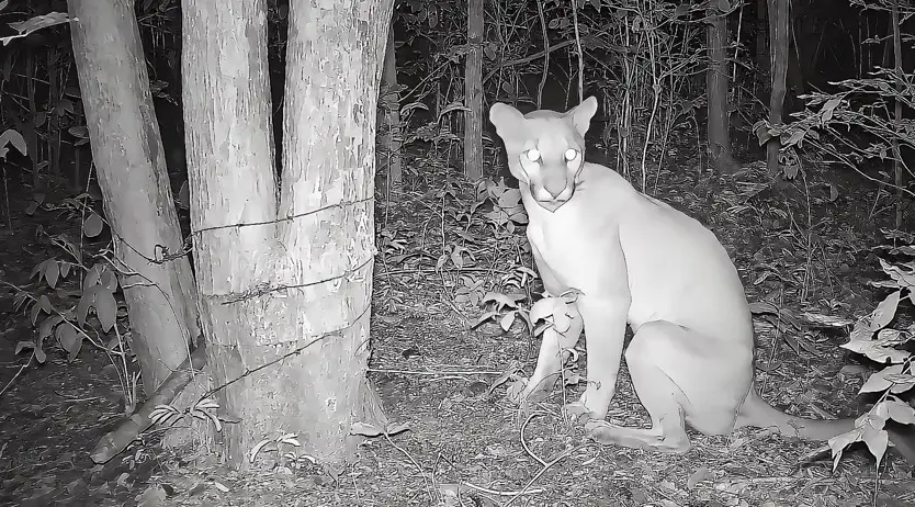 Flagrante de onça parda em Timon vira símbolo da urgência por conservação ambiental no Maranhão.